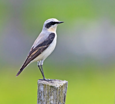 Wheatear (Oenanthe oenanthe)