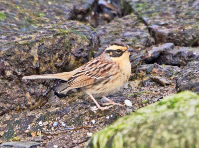 Siberian Accentor (Prunella montanella)