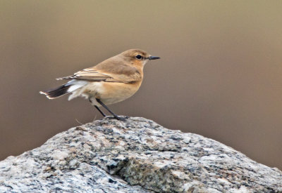 Isabellinie Wheatear (Oenanthe isaabellina)