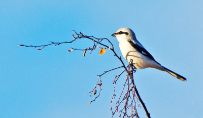 Great Grey Shrike (Lanius excubitor)