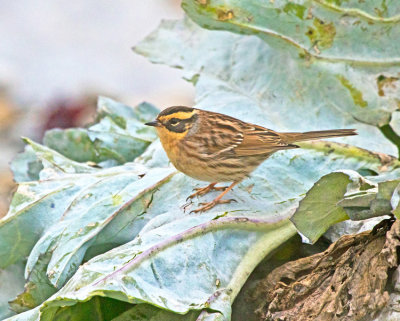 Siberian Accentor (Prunella montanella)