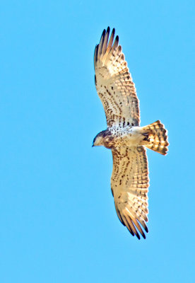 Short-toed Eagle (Cicaetus gallicus)