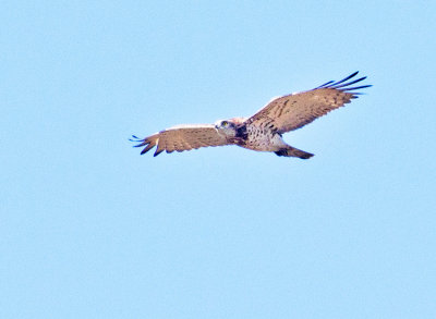 Short-toed Eagle (Cicaetus gallicus)
