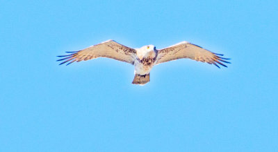 Short-toed Eagle (Cicaetus gallicus)