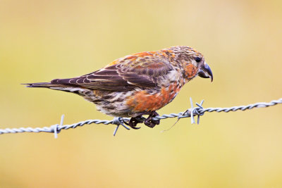 Crossbill (Loxia curvirostra)