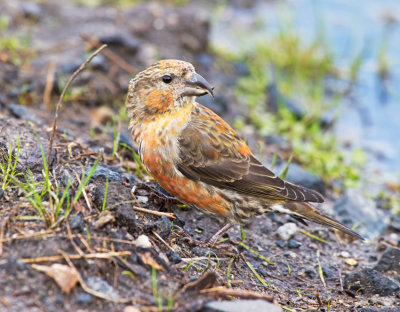 Crossbill (Loxia curvirostra)