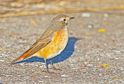 Redstart (Phoenicurus phoenicurus)