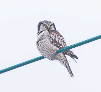 Hawk Owl (Surnia ulula)