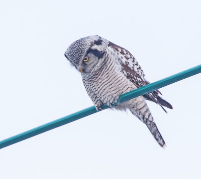 Hawk Owl (Surnia ulula)