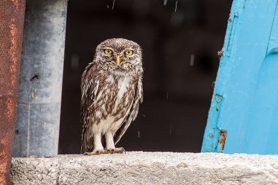 Little owl  -  Steenuiltje