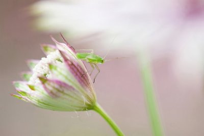 Meadow plant bug  ( Wants)