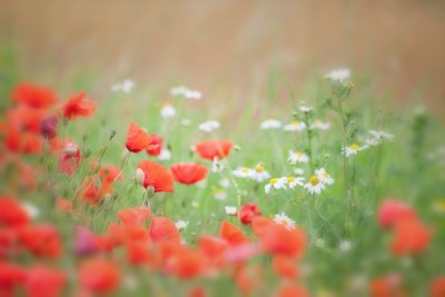 Poppies