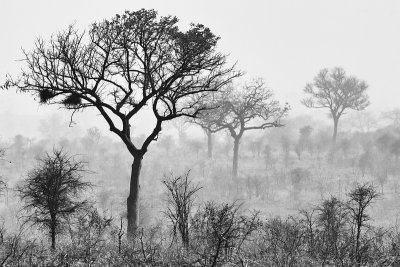 Landscape in Kruger