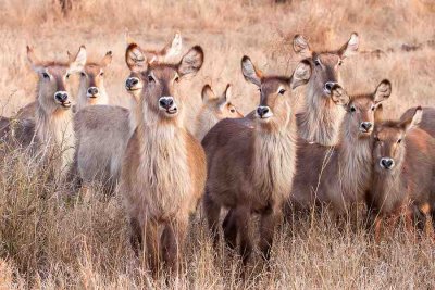 Wildlife,  Kruger- National -Park