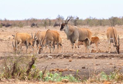 Elands