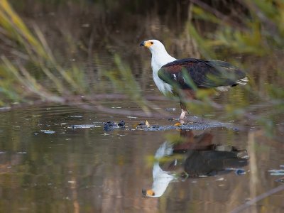 Fish-eagle