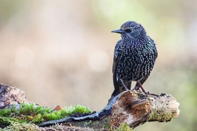 Starling