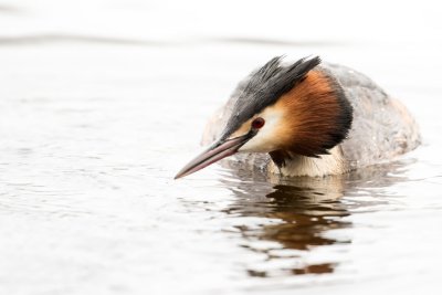 Great crested grebe