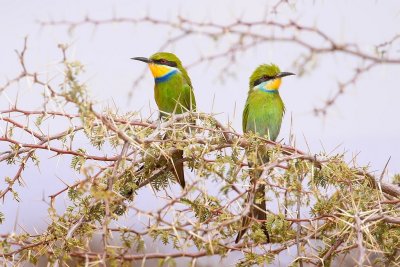 Swallowtailed bee-eaters