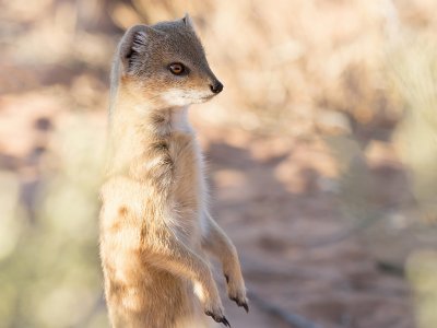 Yellow mongoose