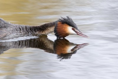 Great crested grebe  _  Fuut