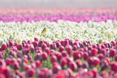 Tulips and blue headed wagtail