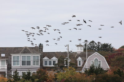 A fox among the geese