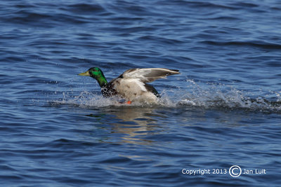 Mallard - Anas platyrhynchos - Wilde Eend