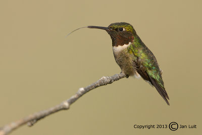 Ruby-throated Hummingbird - Archilochus colubris - Robijnkeelkolibrie