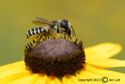 Megachile pugnata - Leafcutter Bee
