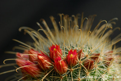 Mammillaria magnifica 2