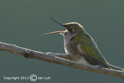 Ruby-throated Hummingbird - Archilochus colubris - Robijnkeelkolibrie