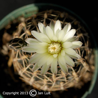 Gymnocalycium schroedrianum