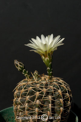 Gymnocalycium schroedrianum