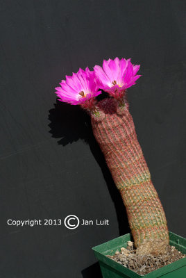 Echinocereus Rigidissimus