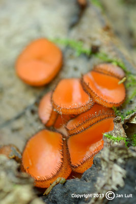Eyelash Fungus