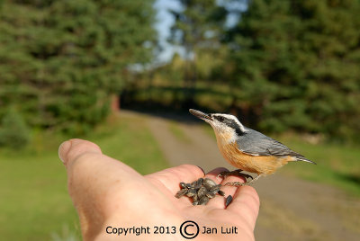 Red-breasted Nuthatch - Sitta canadensis - Canadese Boomklever