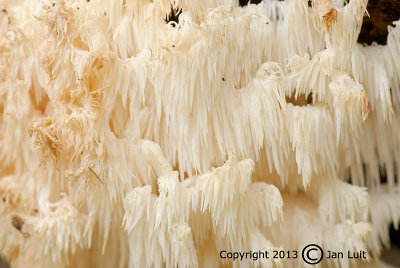 Comb Tooth - Heracium coralloides - kammetjesstekelzwam