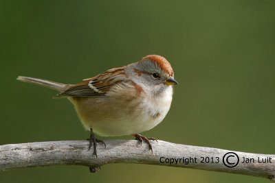 American Tree Sparrow - Spizella arborea - Toendragors
