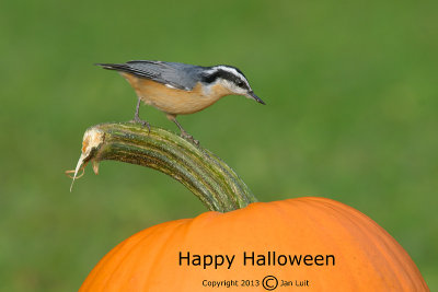 Red-breasted Nuthatch - Sitta canadensis - Canadese Boomklever