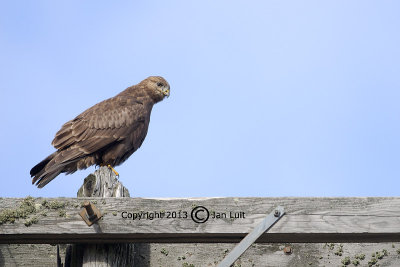 Rough-legged Hawk - Buteo lagopus - Ruigpootbuizerd