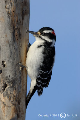 Hairy Woodpecker - Picoides villosus - Haarspecht