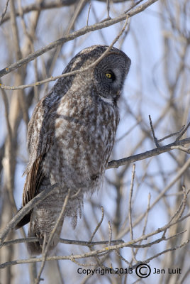 Great Gray Owl - Strix nebulosa - Laplanduil