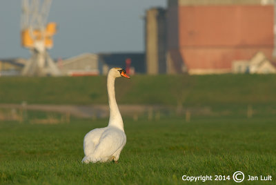 Mute Swan - Cygnus olor - Knobbelzwaan 001