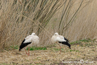 White Stork - Ciconia ciconia - Ooievaar 001