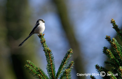 Long-tailed Tit - Aegithalos caudatus - Staartmees 001