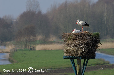 White Stork - Ciconia ciconia - Ooievaar 002