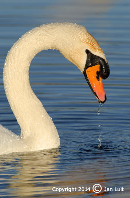 Mute Swan - Cygnus olor - Knobbelzwaan 004