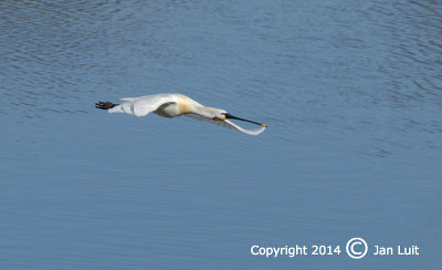 Eurasian Spoonbill - Platalea leucorodia - Lepelaar 002
