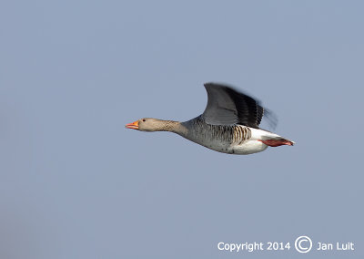 Greylag Goose - Anser anser - Grauwe Gans 002
